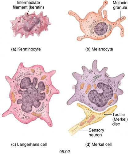 cấu trúc domain authority, tế bào lớp thượng tị nạnh, Keratinocytes